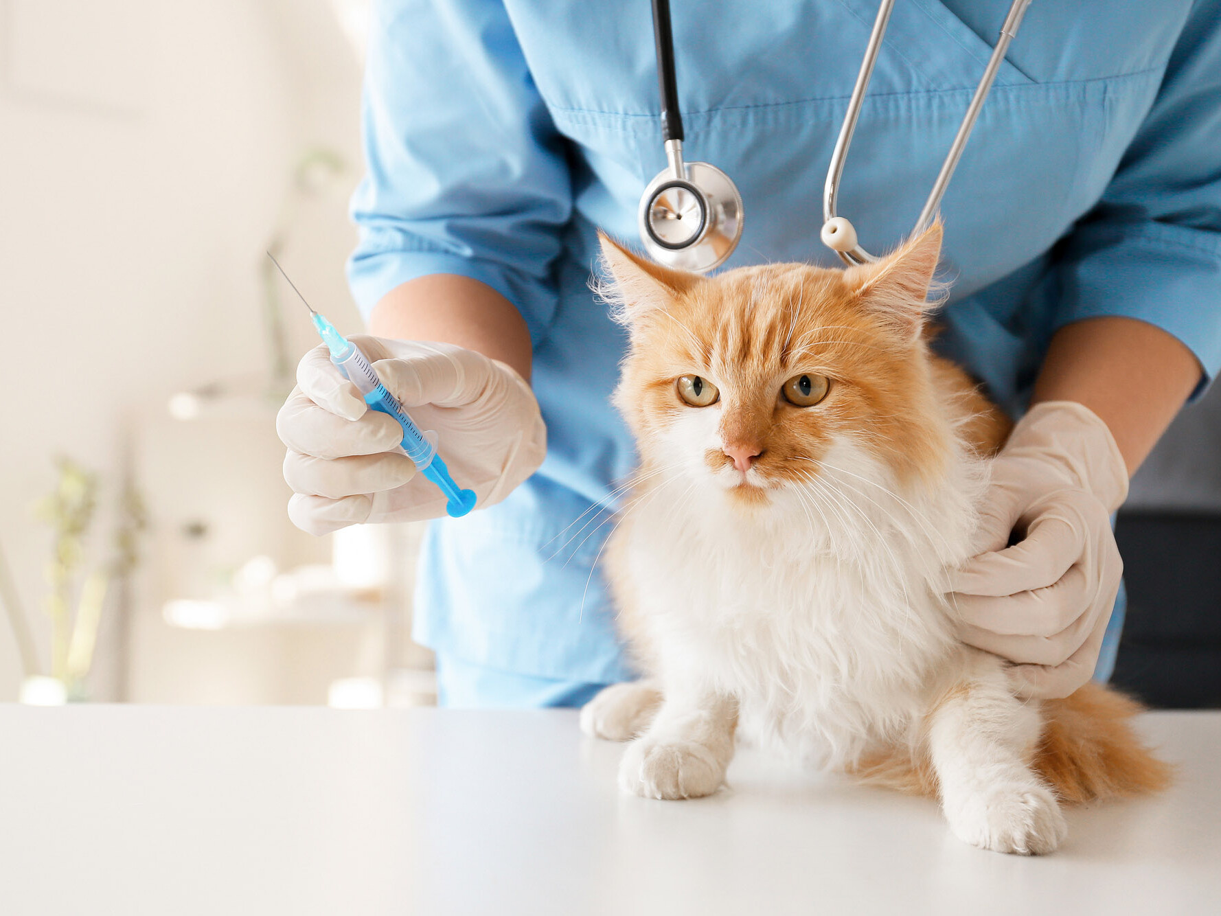 Katze erh&auml;lt eine Spritze beim Tierarzt