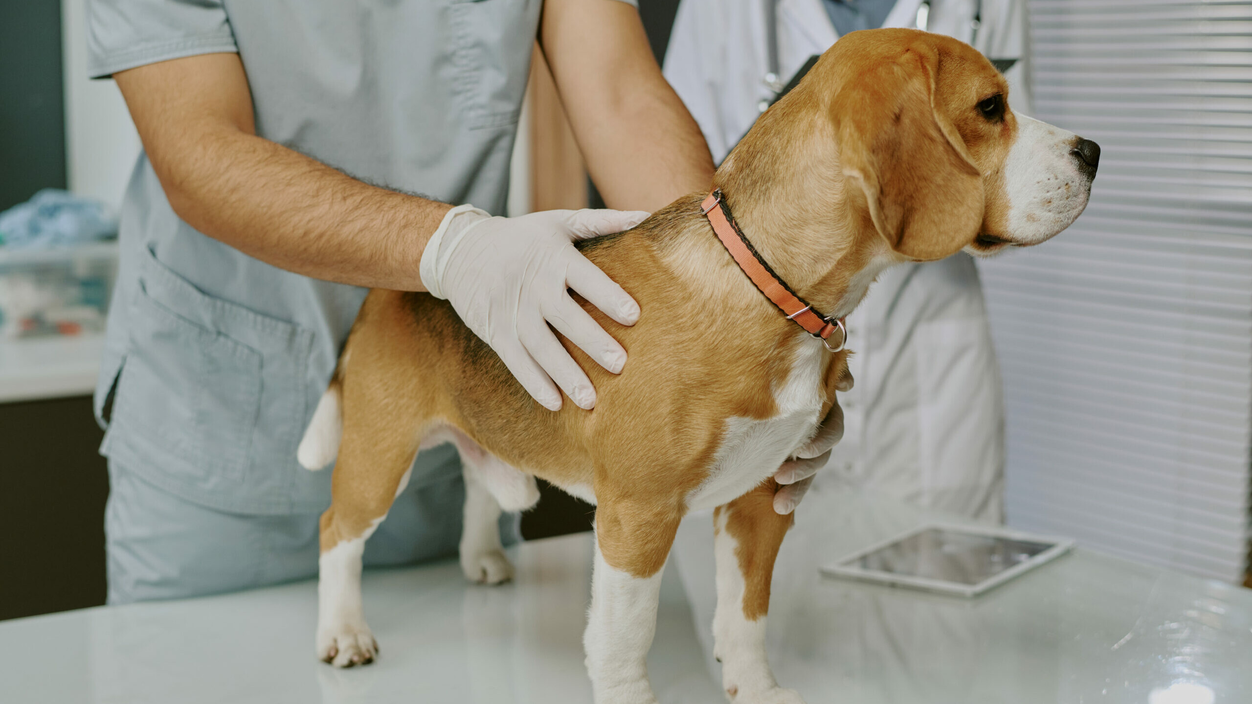 Beagle-Rüde wird beim Tierarzt untersucht