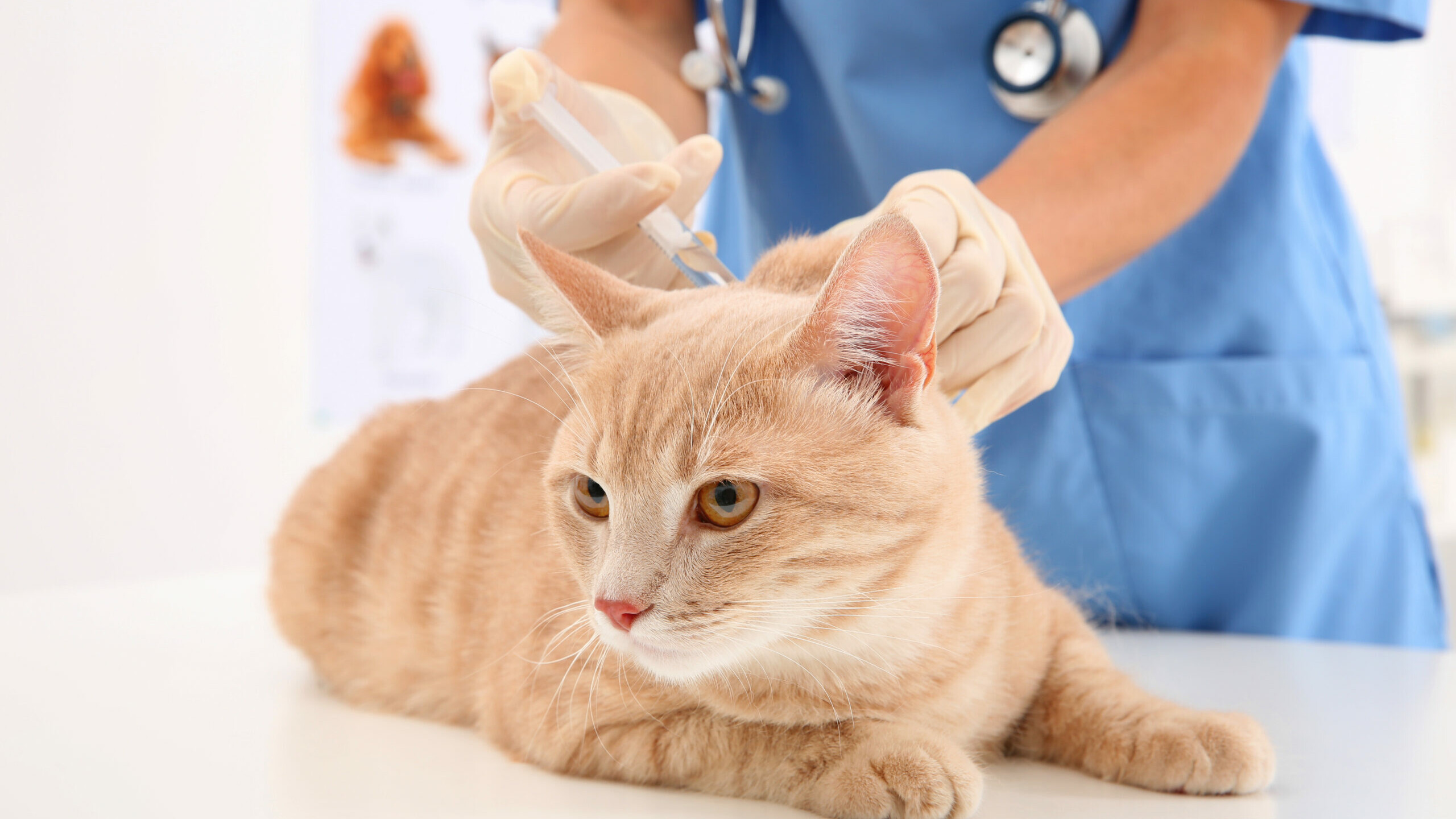 Katze erhält eine Impfung