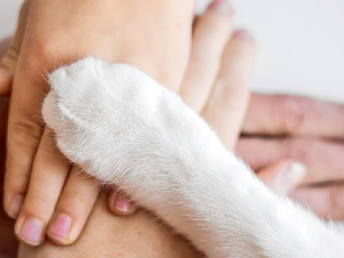 Gestapelte H&auml;nde und eine Pfote