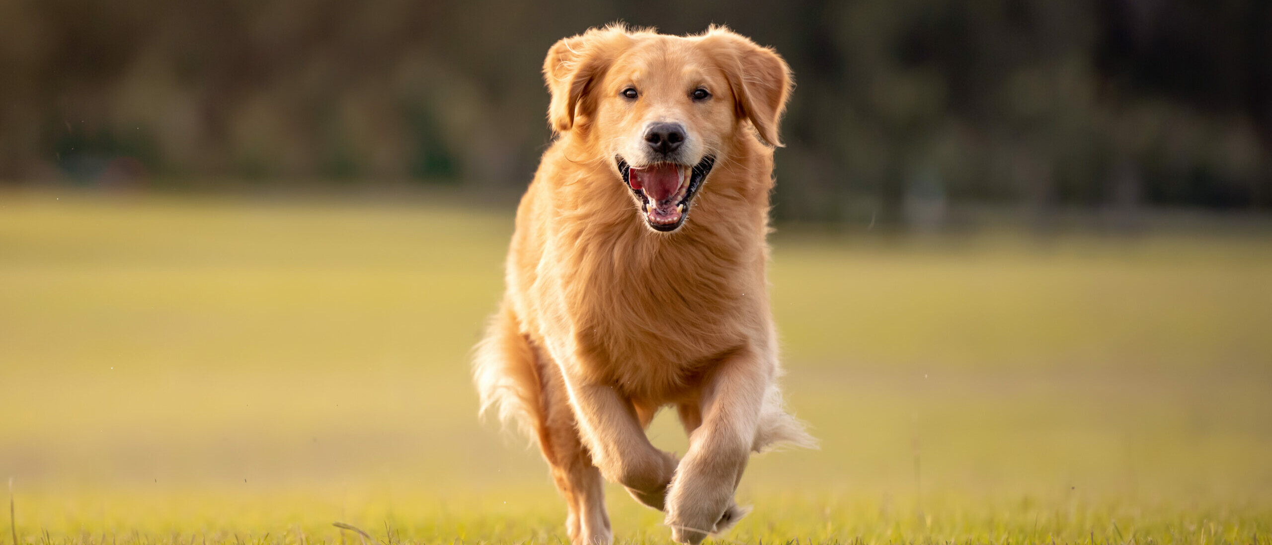 Golden Retriever rennt über eine Wiese