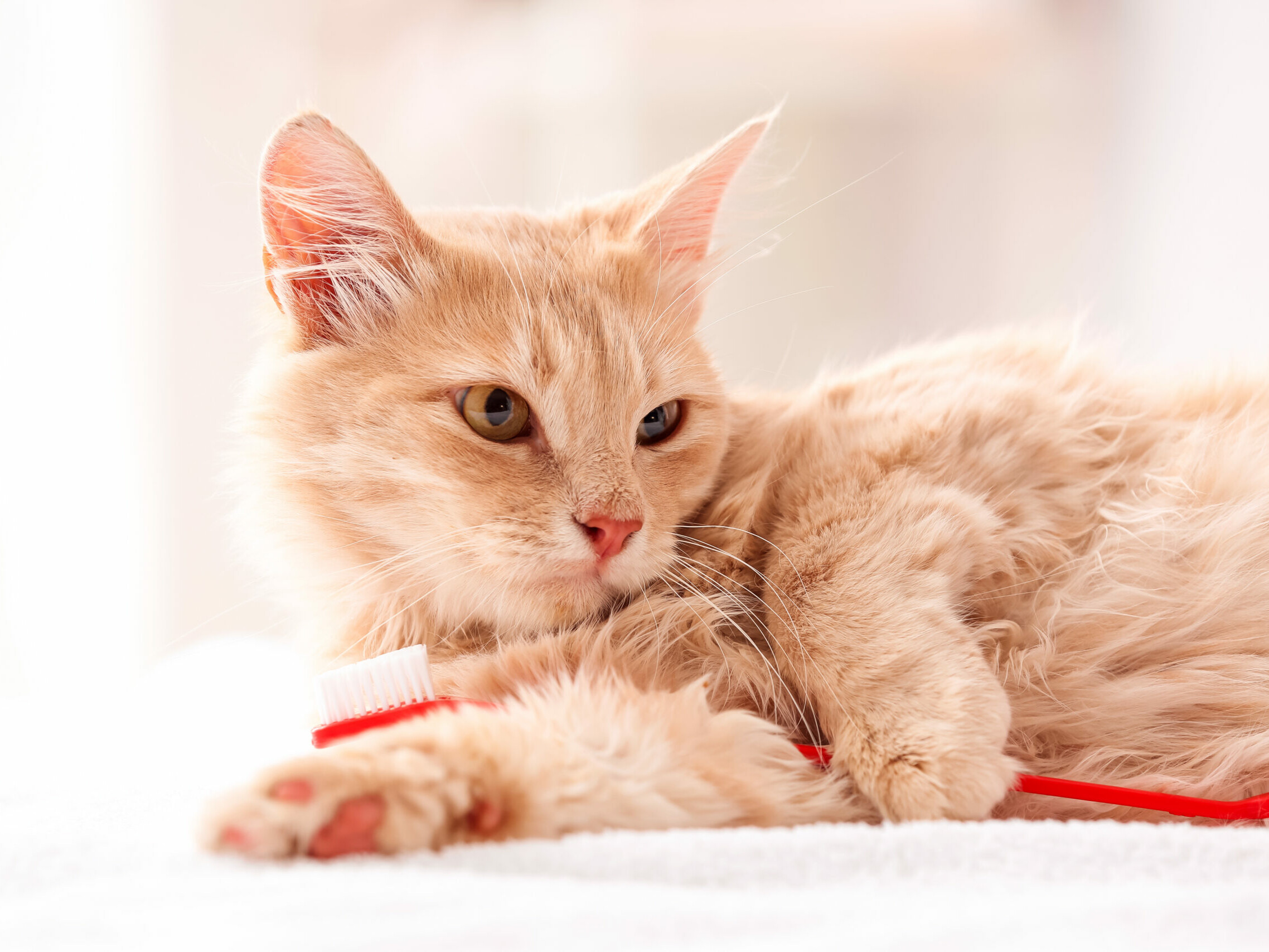 Katze kuschelt mit einer Zahnb&uuml;rste