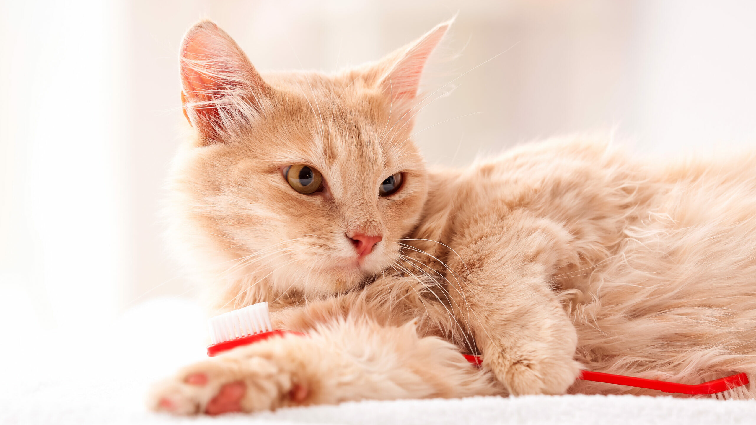 Katze kuschelt mit einer Zahnbürste