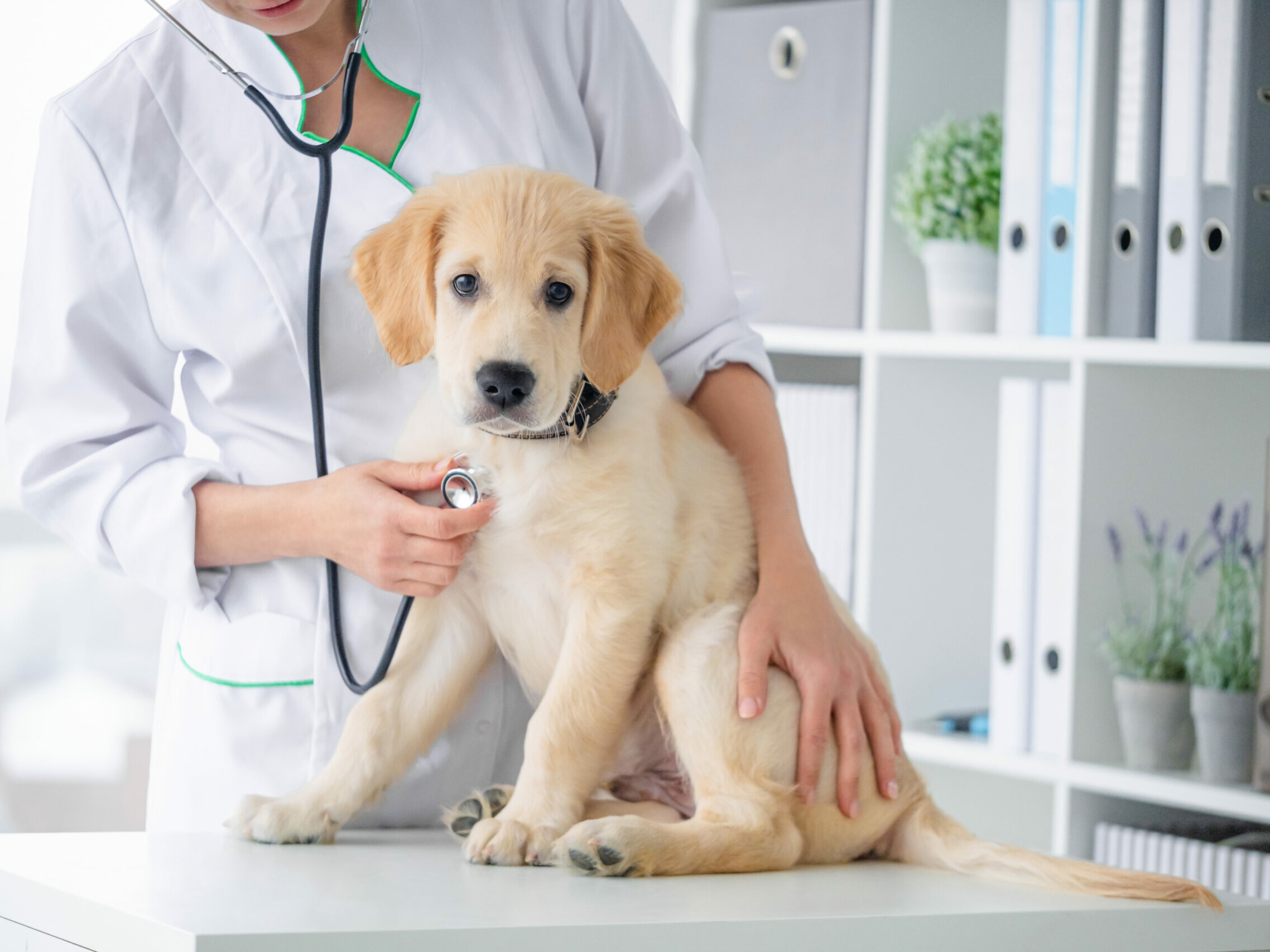 Welpe wird beim Tierarzt mit einem Stethoskop abgeh&ouml;rt